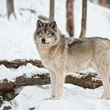 Artwork thumbnail, Timber Wolf by WolvesOnly