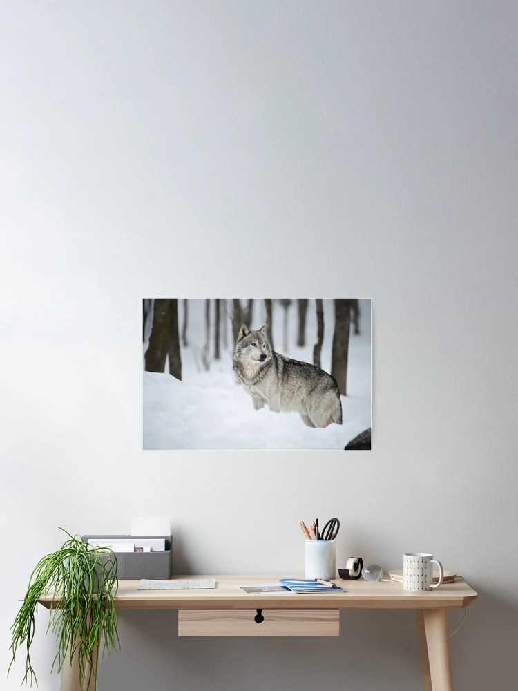 Thumbnail 2 of 3, Poster, Timber Wolf designed and sold by WolvesOnly.