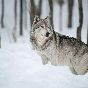 Artwork thumbnail, Timber Wolf by WolvesOnly