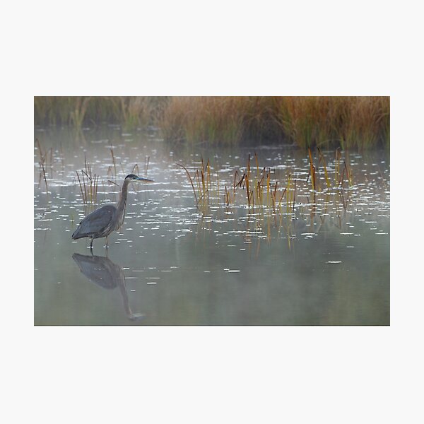 Heron There - Great Blue Heron, Algonquin Park, Canada Photographic Print