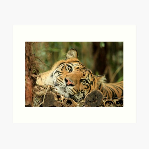 Item preview, Timid Tiger... designed and sold by Chris Kean.