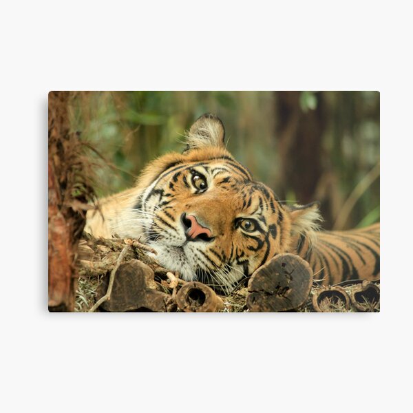 Item preview, Timid Tiger... designed and sold by Chris Kean.