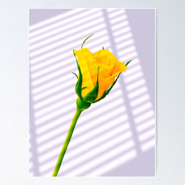 Aperçu de l'œuvre Une rose jaune créée et vendue par MLP Fine Art.