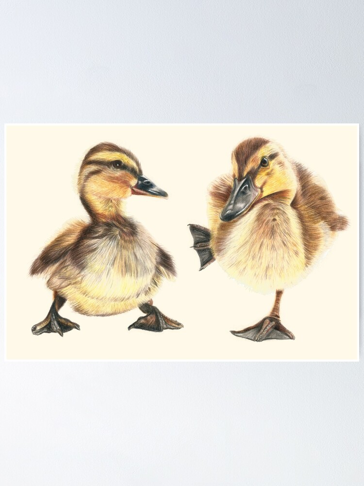 Duckling Drawing Stock Illustrations, Cliparts and Royalty Free Duckling  Drawing Vectors