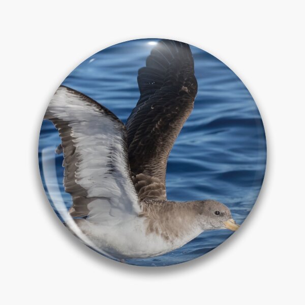 Item preview, Corey's Shearwater designed and sold by Glenn Welch.