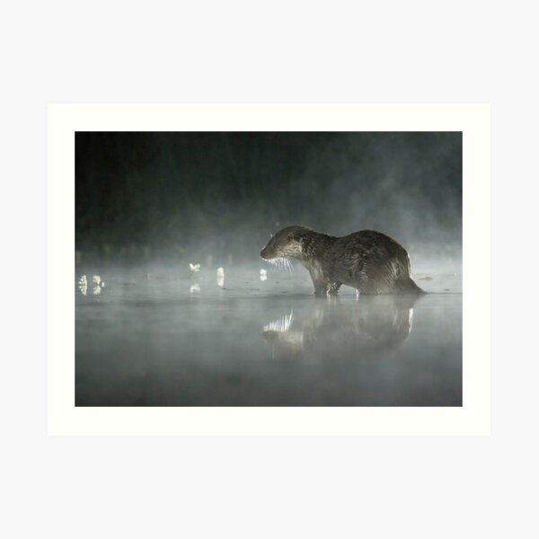 Otter in the Mist Art Print