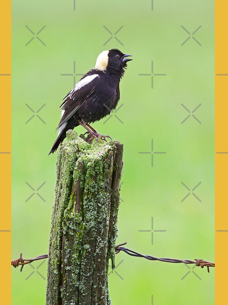 Bobolink
