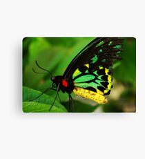 Macro Butterfly Canvas Print