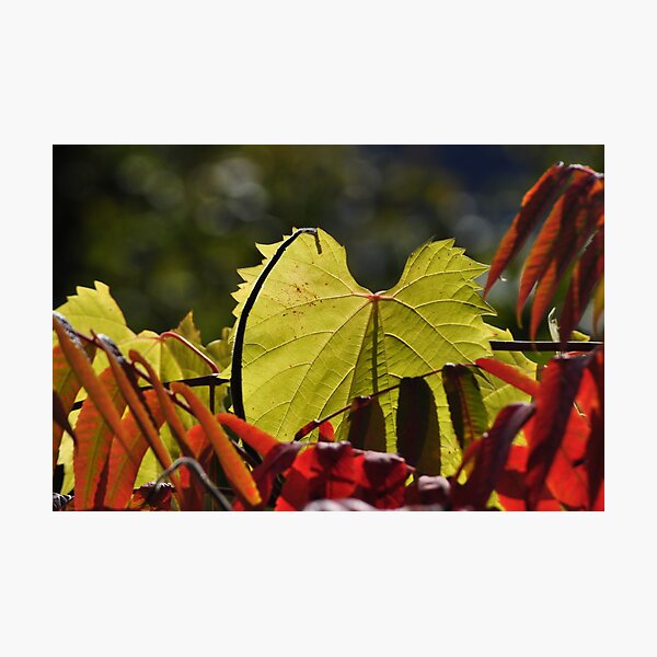 Item preview, leaf designed and sold by Wagonwheel1.
