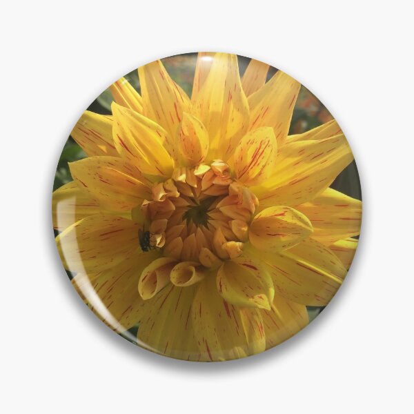 Item preview, Yellow with splashes of Orange Peppermint Dahlia Striped Vulcan Semi Cactus Flower 030 designed and sold by Bees-n-Flowers.