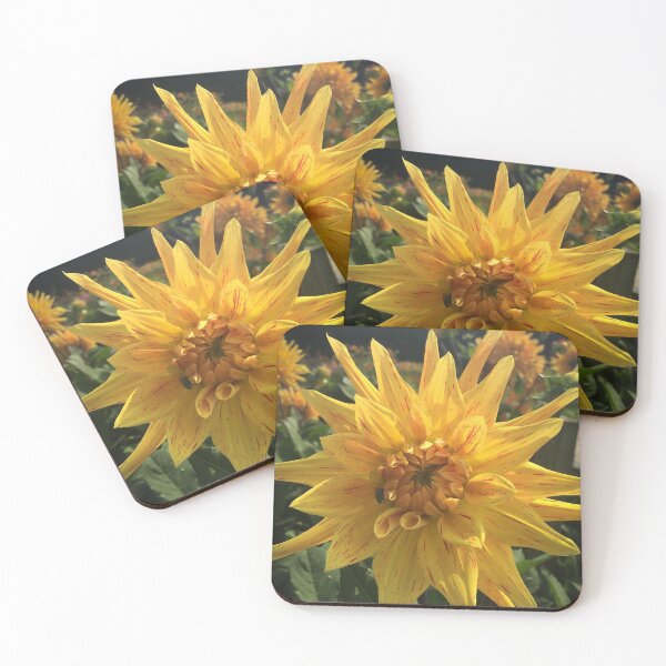 Item preview, Yellow with splashes of Orange Peppermint Dahlia Striped Vulcan Semi Cactus Flower 030 designed and sold by Bees-n-Flowers.