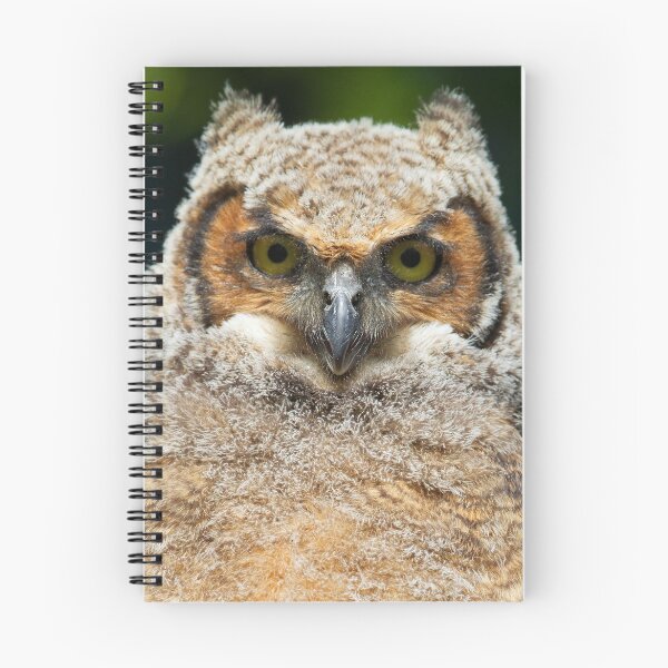 Item preview, Great Horned owlet designed and sold by James Cumming.
