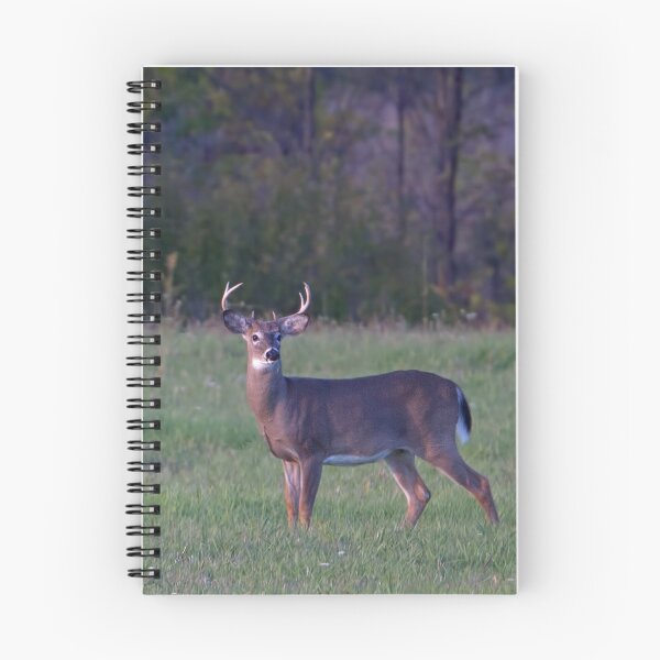 Item preview, September Deer - White-tailed deer designed and sold by James Cumming.