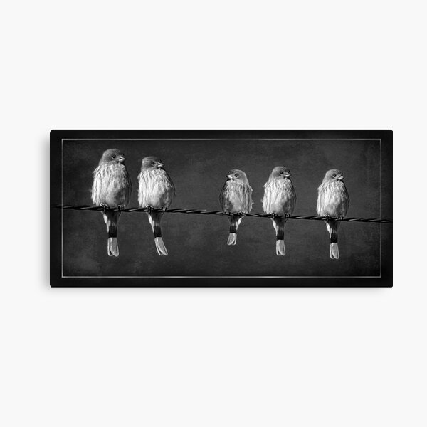 Little Birdies On A Wire Canvas Print