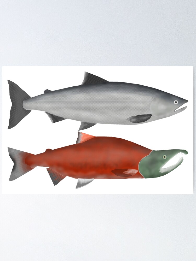 Sockeye Salmon Group Poster for Sale by fishfolkart