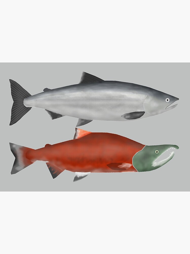Sockeye Salmon Group Art Board Print for Sale by fishfolkart