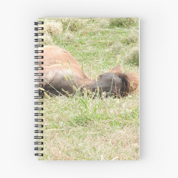 Item preview, Resting Foal Photo designed and sold by Michelle Elizondo.