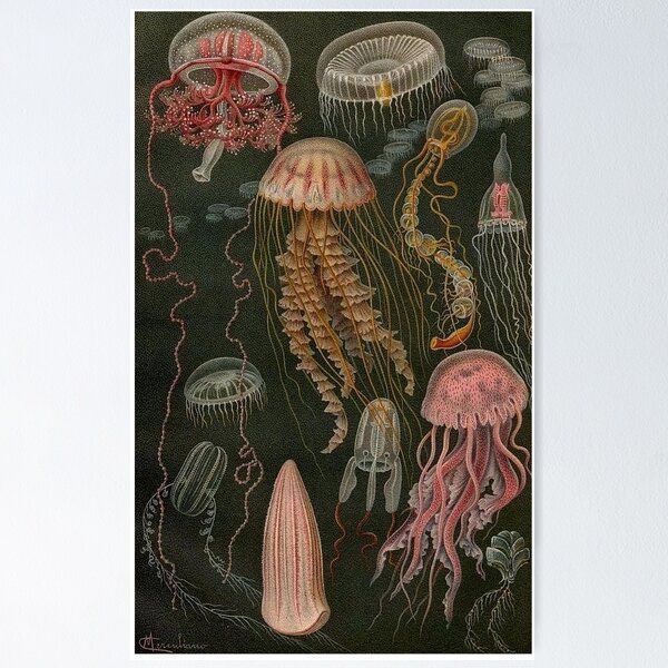 Coral Specimen IV Wall Art, Canvas Prints, Framed Prints, Wall Peels