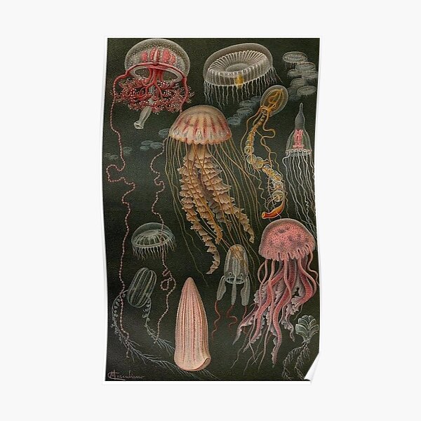Dark Jellyfish Poster Poster