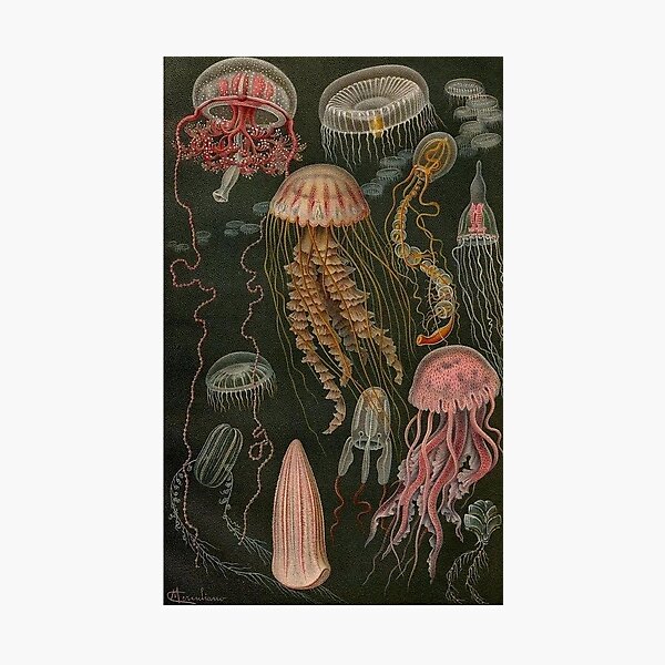 dark jellyfish poster Photographic Print