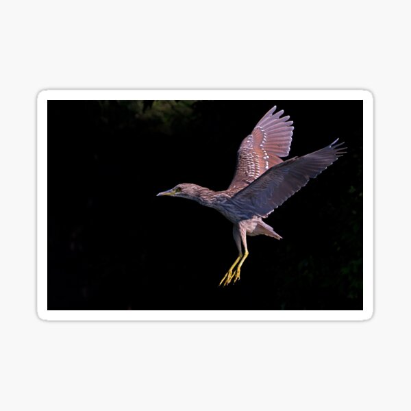 Juvenile Black-crowned Night Heron Sticker