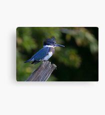 Belted Kingfisher - female (Ceryle alcyon) Canvas Print
