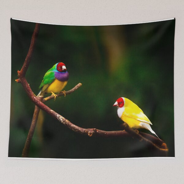 Item preview, Gouldian Rainbow Finches designed and sold by crimsonbamboo.