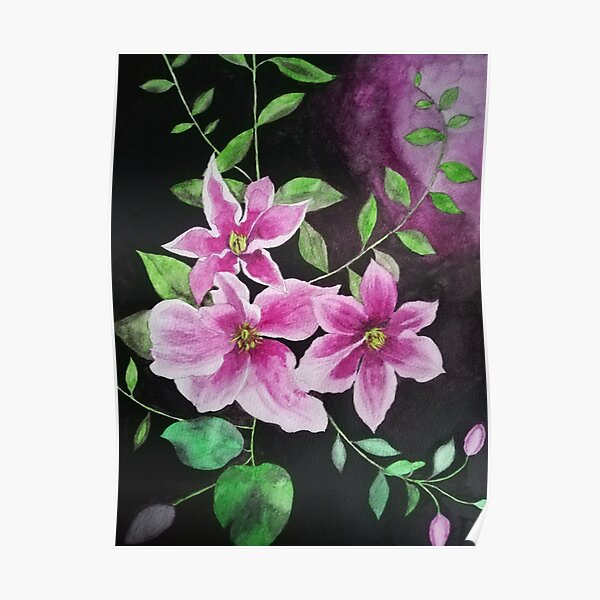 Purple pink clematis flowers watercolor painting against a dark background Poster