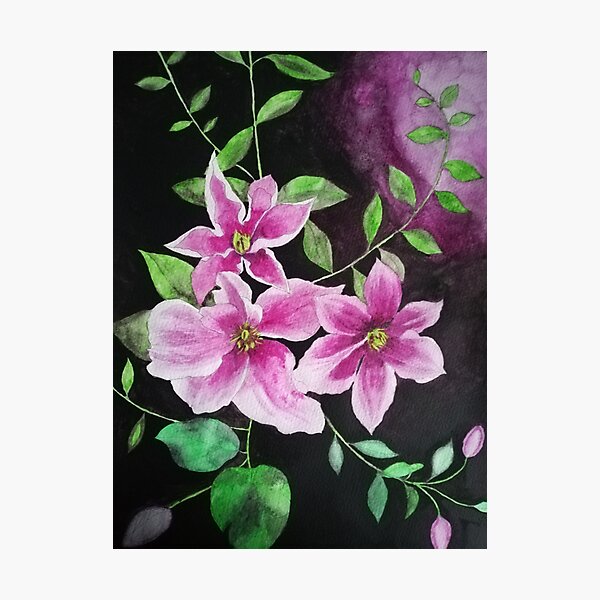 Purple pink clematis flowers watercolor painting against a dark background Photographic Print