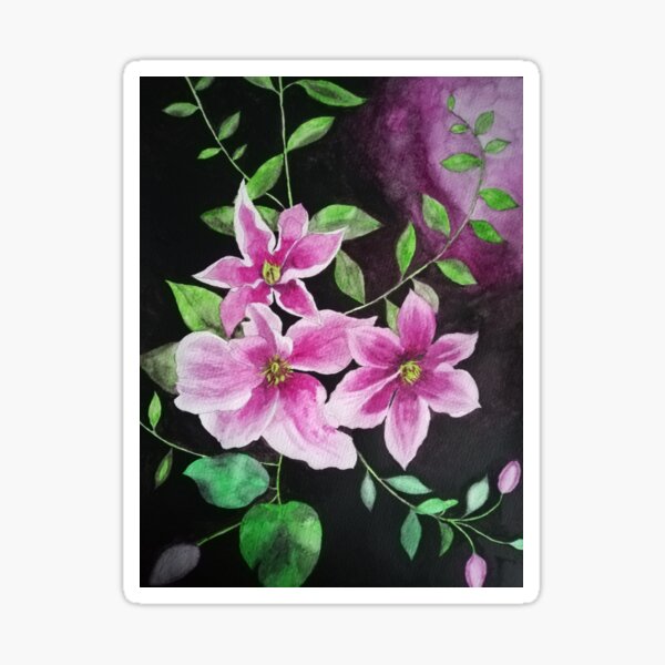 Purple pink clematis flowers watercolor painting against a dark background Sticker