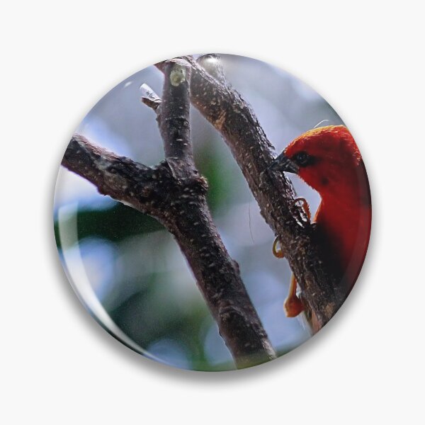 Item preview, LIL RED designed and sold by BOLLA67.