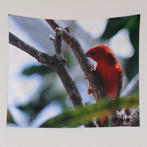Item preview, LIL RED designed and sold by BOLLA67.