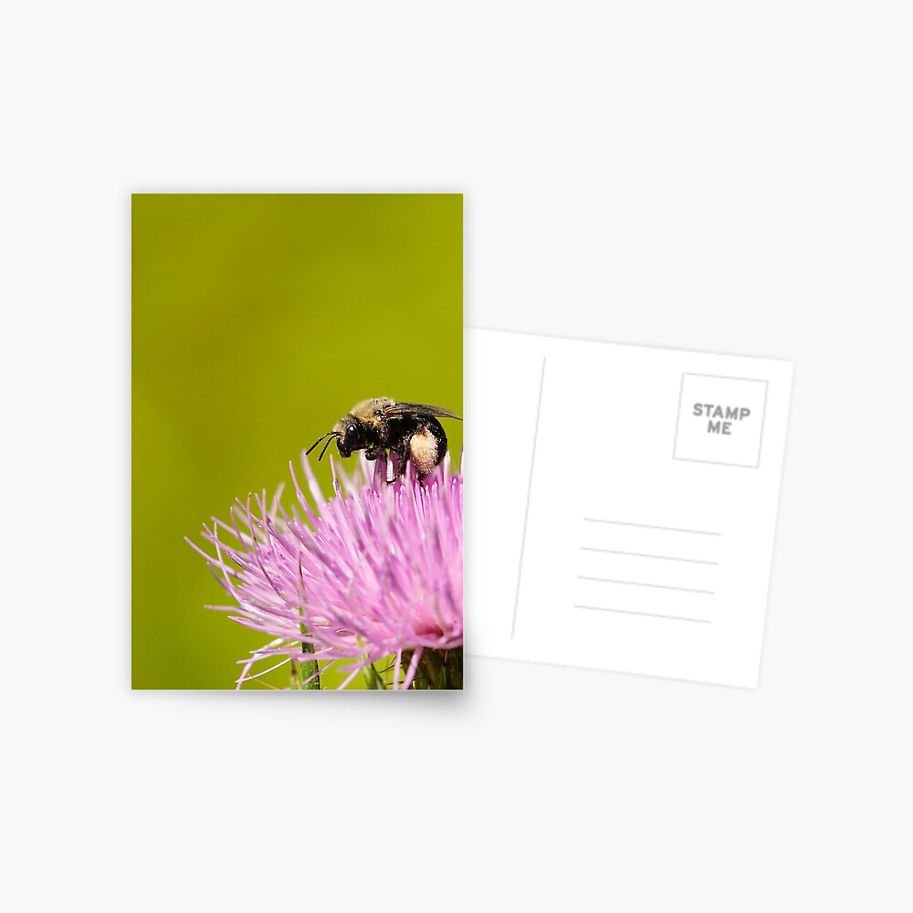 Item preview, Postcard designed and sold by acwb.