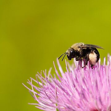 Artwork thumbnail, Save the Bees - Beautiful Thistle Long-horned Bee feeding by acwb