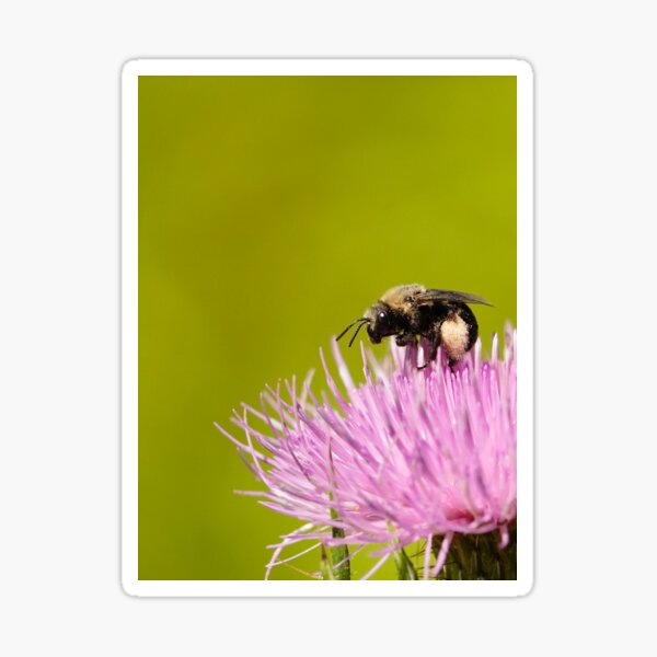 Save the Bees - Beautiful Thistle Long-horned Bee feeding Sticker