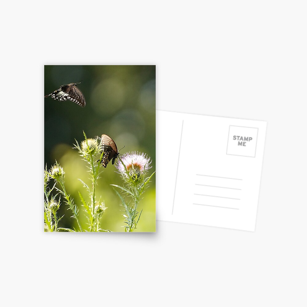 Item preview, Postcard designed and sold by acwb.
