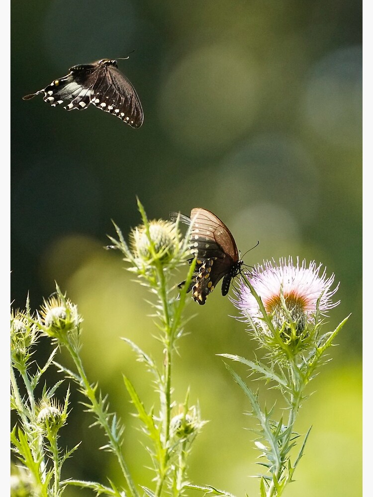 Love is in the Air - Spicebush Swallowtail Butterflies by acwb
