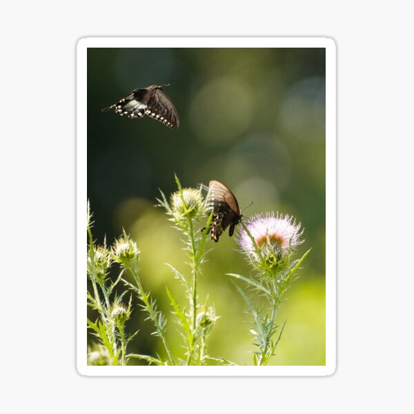 Love is in the Air - Spicebush Swallowtail Butterflies Sticker