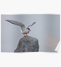 Common Tern Poster