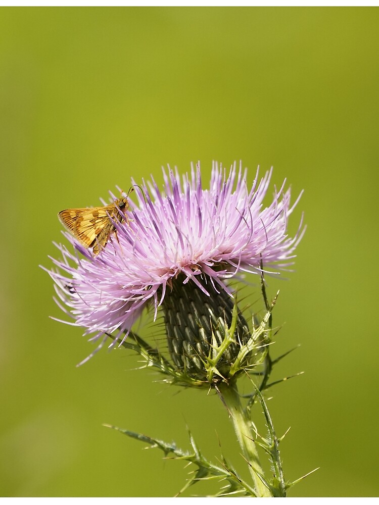 Skipper Butterfly on Thistle by acwb