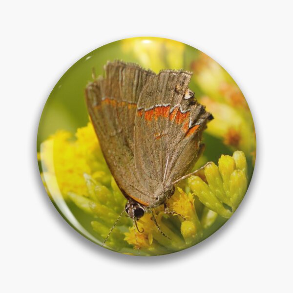 Item preview, Beauty in a tiny package - Red Banded Hairstreak Butterfly feeding on Wildflowers designed and sold by acwb.
