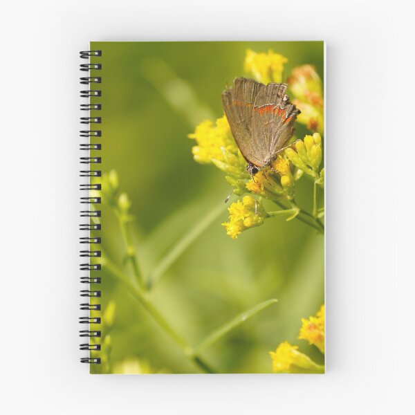 Item preview, Beauty in a tiny package - Red Banded Hairstreak Butterfly feeding on Wildflowers designed and sold by acwb.
