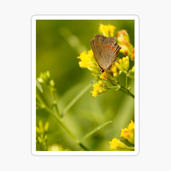 Beauty in a tiny package - Red Banded Hairstreak Butterfly feeding on Wildflowers Sticker
