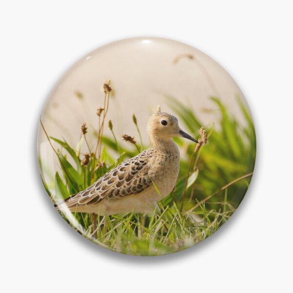 Item preview, Adorable Buff Breasted Sandpiper designed and sold by acwb.