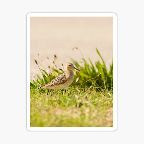 Adorable Buff Breasted Sandpiper Sticker