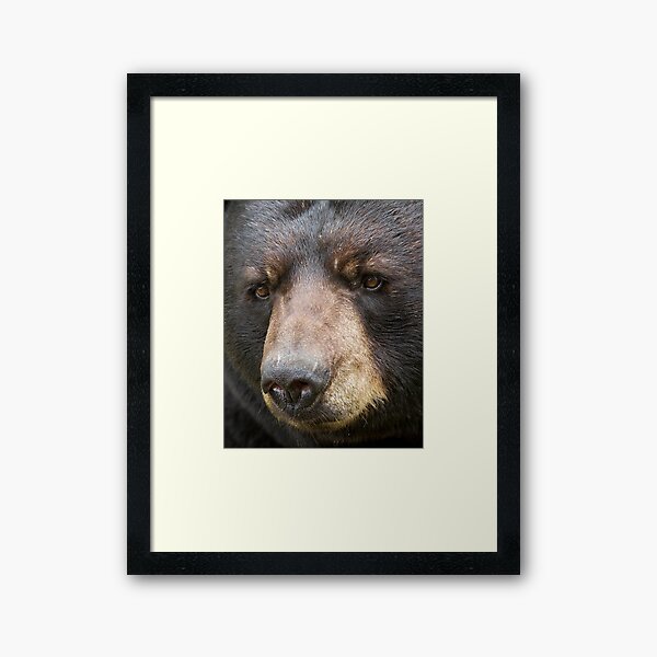 Item preview, Bear Closeup designed and sold by James Cumming.