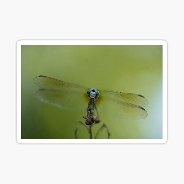 The Happiest Little Dragonfly - A Blue Dasher Sticker