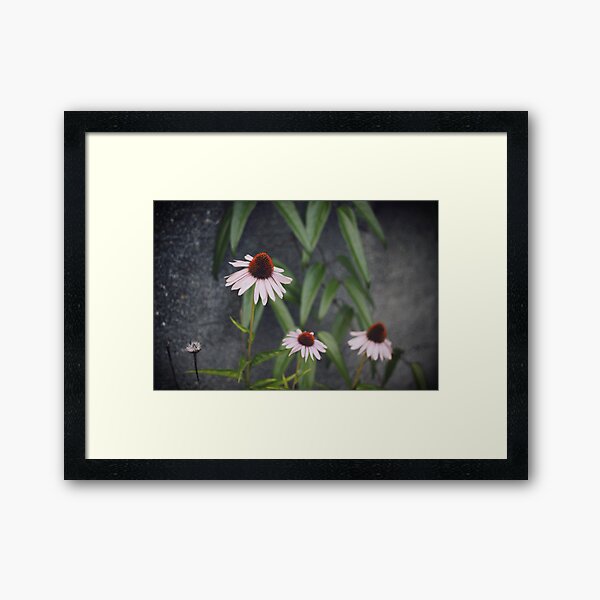 Coneflowers Framed Art Print