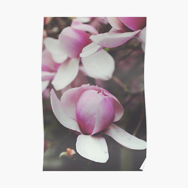 Magnificent Magnolia Poster