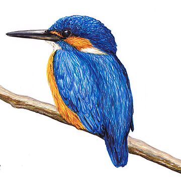 Artwork thumbnail, Kingfisher by Lars Furtwaengler